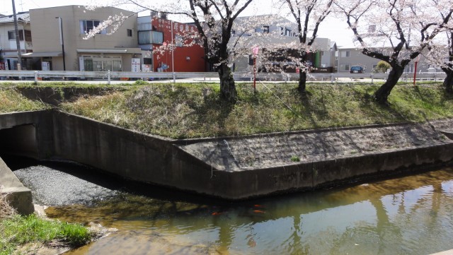 HDR-HX5Vでコイを撮る1