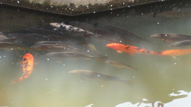 HDR-HX5Vでコイを撮る2